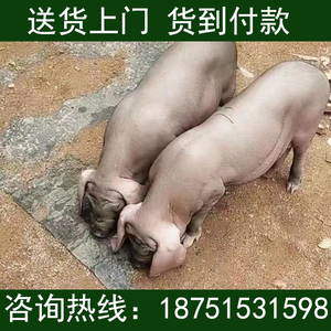 太湖猪母猪