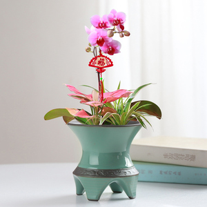 蝴蝶兰花盆陶瓷盆专用创意