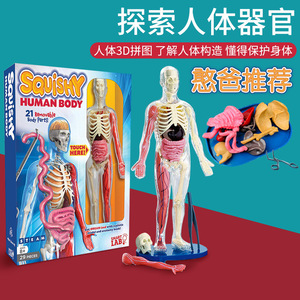 美国smartlab人体模型骨骼结构内脏医学人体骨骼模型骨架教学玩具