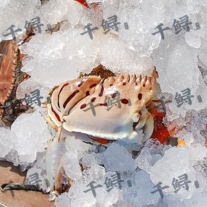 超大虎纹蟹钳蟹脚蟹腿 元宝蟹馒头蟹 鲜活冷冻水产 福建产地直发