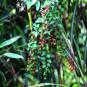 铁包金盆景勾儿茶树桩盆栽乌龙根庭院阳台室内爬藤类绿植净化空气