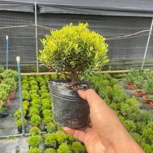 小叶赤楠盆景造型