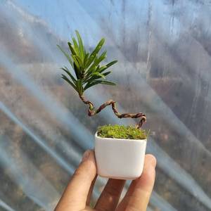 罗汉松盆栽桌面盆景室内常青花卉造型苗老桩庭院绿小迷你微型植物
