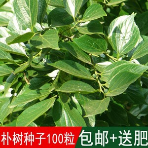 种球新采林木树种朴树种子黄果朴白麻子朴榆朴仔树沙朴四季可播包