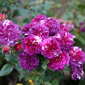 801人付款淘宝海桐球七里香树苗四季常青开花浓香芬芳别墅庭院花园四