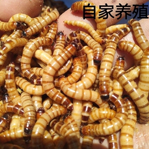 广东大麦虫面包虫活体鸟画眉金龙鱼红龙鱼宠物饲料虫子