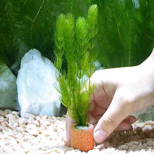 鱼缸水草造景定植种植盆篮陶瓷环种植新手养植物水草固定底座