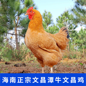 海南椰肴文昌鸡2.2斤新鲜现杀无添加月子营养益生菌土鸡农家散养