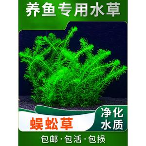 蜈蚣草小型鱼缸造景水草植物阴性草净水绿植新手养鱼绿菊后景真草