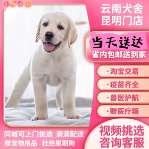 [云南犬舍]拉布拉多幼犬小中大型宠物真物狗狗家养神犬小七小狗