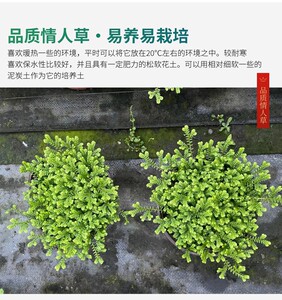 情人草盆栽绿植翠云草绿地珊瑚蕨室内庭院造景蕨类植物常绿绿地球