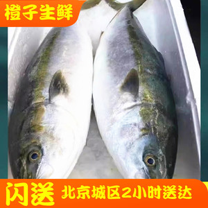 5斤1条 北京闪送 冰鲜 黄鰤鱼 寒鰤鱼 油甘鱼 黄狮鱼 海钓 刺身