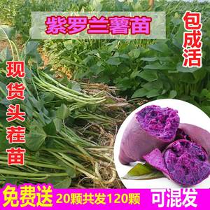 特级紫薯苗高产地瓜种子红薯苗秧番薯叶苗紫罗兰苗种山芋种植秧苗