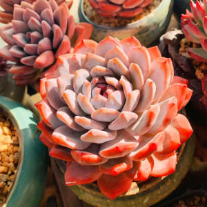 橙梦露多肉植物超萌肉肉植物室内阳台精品四季盆栽血天使大橙子