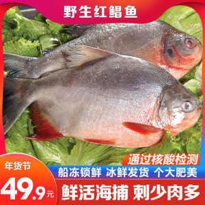 900人付款天猫东海红鲳鱼新鲜大鳊鱼大鲳鱼扁鱼海鲜活