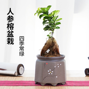 四季常青新款耐寒造型树桩盆景苗室内植物人参榕小叶榕树盆栽绿植