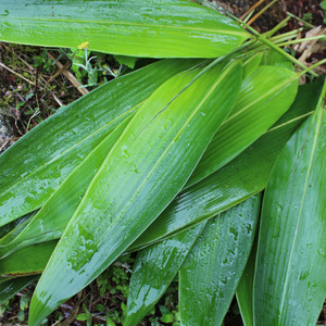 粽叶粽子叶子免邮新鲜野生大号出口级箬竹叶 真空装新叶非干100片