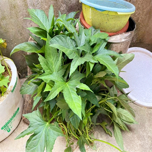 食叶型五叉红薯苗新鲜蔬菜五角尖叶专吃叶子番薯地瓜苗广东农家