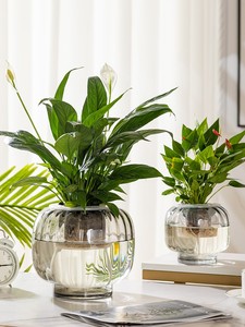 水培器皿创意玻璃花盆水养植物简约红掌绿萝大号花瓶透明插花摆件