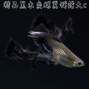 木炭黑孔雀鱼