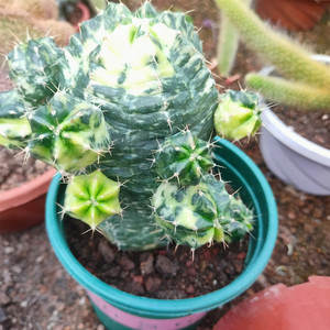 宇宙殿锦鹿角柱属仙人球多肉植物盆栽耐旱仙人掌类桌面开花绿植