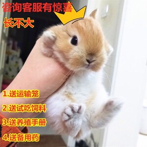 舍兔子活体公主兔长不大小型侏儒兔兔小宠物垂耳兔长w毛猫猫宿活