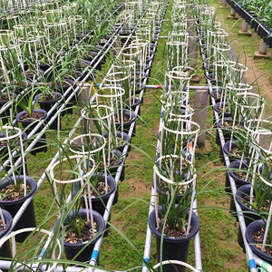 60金碧辉映l淘宝兰花护叶架蕙兰叶子支撑防倒伏双层三层扶叶盆栽