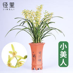兰花&nbsp;小美人&nbsp;兰花苗四季兰建兰办公室内阳台盆栽花卉好养