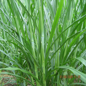 皇竹草种孑黄竹草种甜象草种绿洲一号草种养牛草种四季养殖草种籽