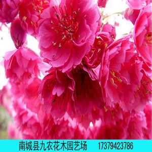 优质台湾牡丹樱樱花小苗 日本樱花树苗 嫁接樱花苗 樱花行道树