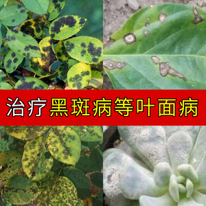 治疗月季黑斑病专用药玫瑰花卉兰花黑斑病炭蛆病叶斑病锈病烟煤病