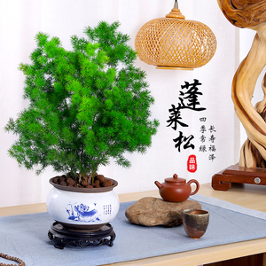 蓬莱松盆栽植物室内花卉老桩招财盆景生肖猴办公桌面吸甲醛小绿植