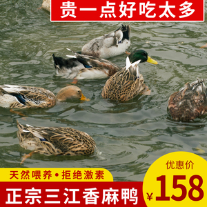 三江香麻鸭4斤现杀鸭子正宗老鸭放养土鸭农家散养青头水鸭子生态