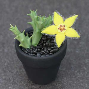 柠檬豹皮花orbea semota 萝藦科多肉植物组合盆栽萝藦