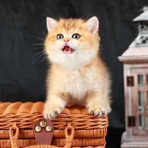 英短金渐层猫金色