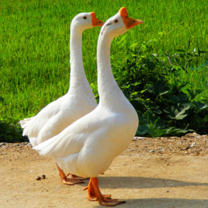 正宗农家河边散养土鹅老母鹅整只鲜活现杀冷冻大白鹅肉净重五斤半