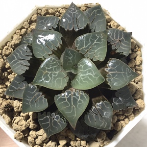 青木克里克特