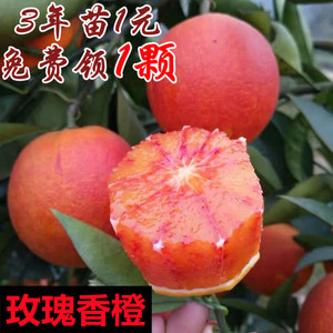 玫瑰血橙苗 玫瑰香橙树苗 橙子苗 万州玫瑰香橙盆栽地栽当年结果