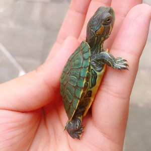 翡翠巴西小乌龟一对幼龟网红活体情侣龟招财半水龟放生地摊宠物