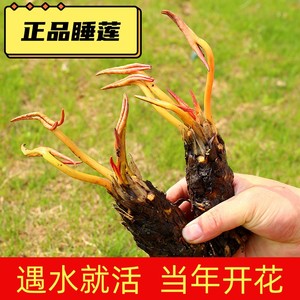 大睡莲根块四季水培水生水养池塘盆栽迷你莲花荷花根茎绿植花卉苗