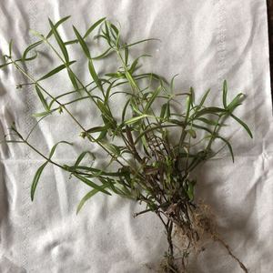 新鲜白花蛇舌草 野生百花蛇舌草 潮汕中草药中药材鲜蛇舌草半枝莲