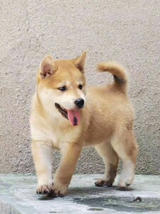 纯种中华田园犬广西土猎犬大头虎斑打猎犬活体幼犬土狗串串狗包活