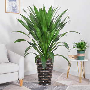 巴西铁盆栽青叶也门铁盆景铁树客厅走廊室内外植物吸甲醛常绿花卉