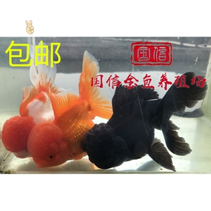 【国狮金鱼狮子头】国狮金鱼狮子头品牌,价格 - 阿里巴巴