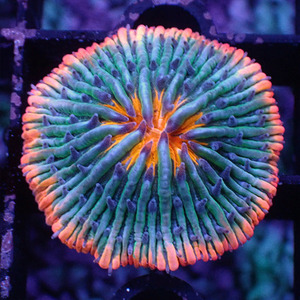 短须飞盘珊瑚活体海水鱼缸软体lps海底珊瑚水族彩虹双色橙飞盘