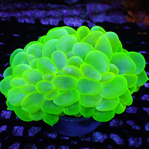 大气泡珊瑚 印尼荧光绿气泡白气泡活体珊瑚软体lps海水鱼缸生物