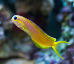 00xingguo_xm淘宝金蛟剪 金剪刀虾虎 金蛟剪鱼活体海水鱼 缸除藻吃