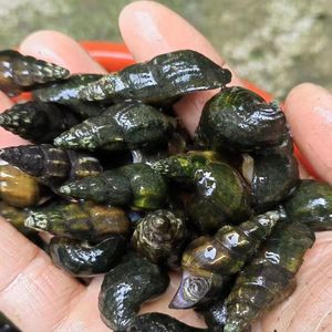 新鲜清水溪野生扭纹螺鲜活山溪山坑螺野生石螺田螺正宗客家3斤装