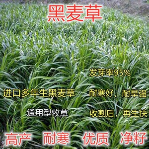 养牛草种四季多年生