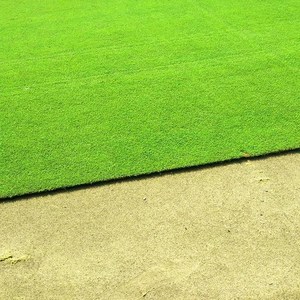 a4剪股颖草籽草坪种子高尔夫球场四季常青耐寒高温别墅庭院地毯草